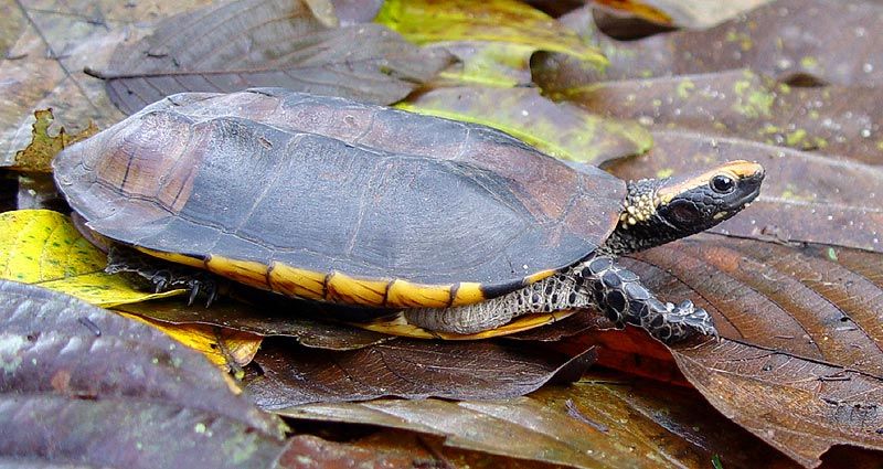 Twist Necked Turtle For Sale,